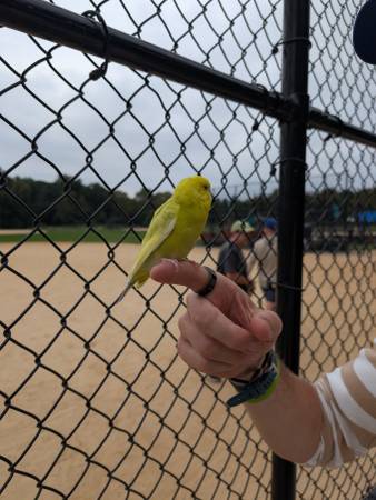Found bird