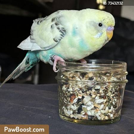 Found budgie