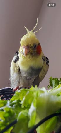 Lost bird