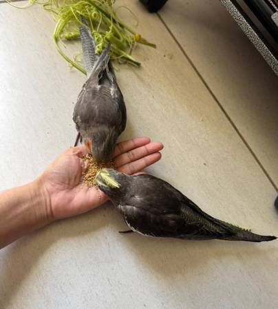Lost Bird in Brooklyn