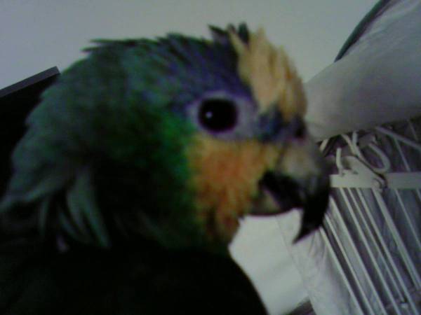 Lost Bird in White Plains