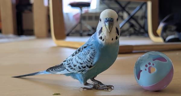Lost Budgie in Kips Bay