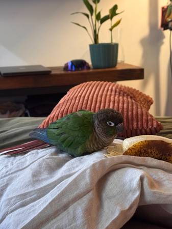 Found bird