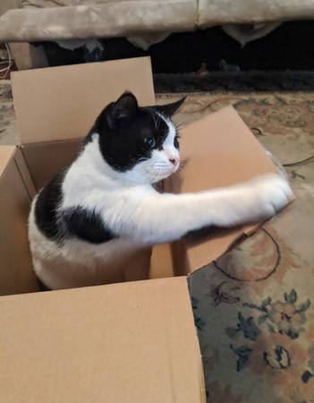 Lost Cat in Keene