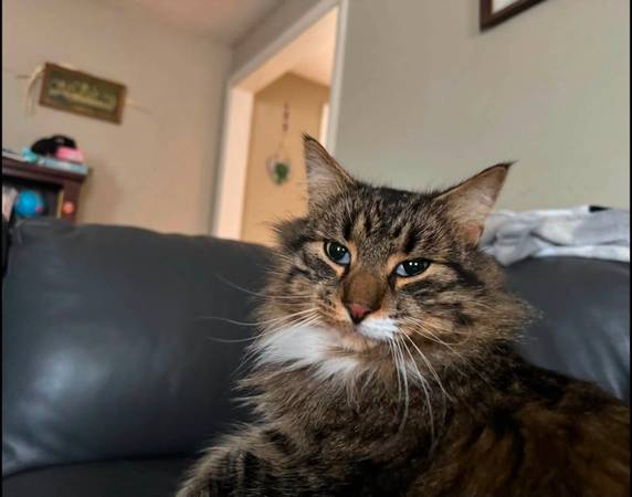Lost cat