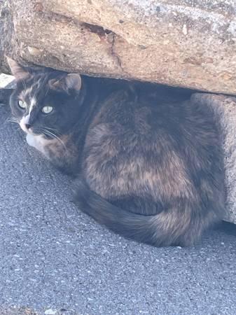 Lost Cat in Beulah