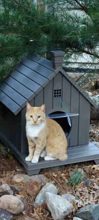 Lost Cat in Baldwin