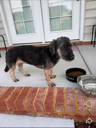 Found Dog in Chesapeake