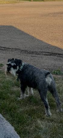 Lost Dog in Stapleton