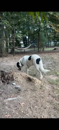 Lost Dog in Calhoun