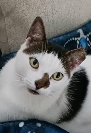 Lost Cat in Ocala