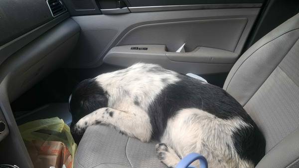 Found dog