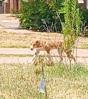 Found dog