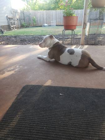 Found dog
