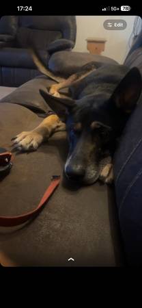 Lost Dog in Newalla
