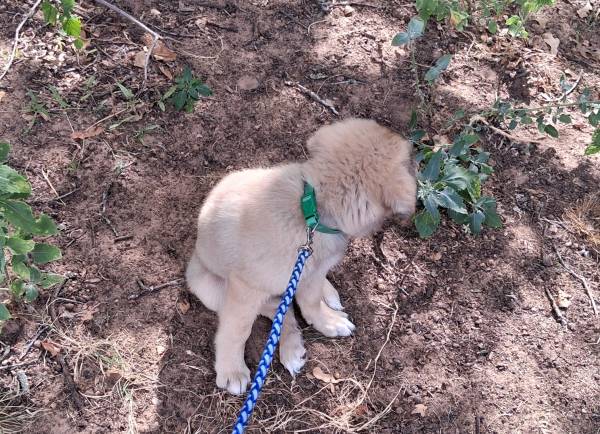 Lost dog