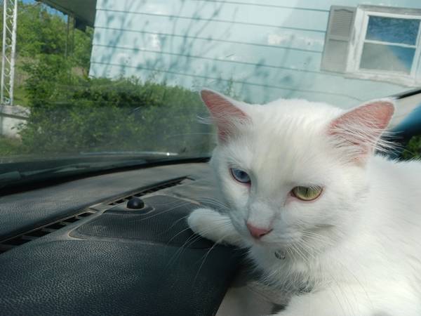 Lost Cat in Seminole