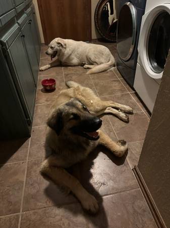 Found Dog in Shawnee