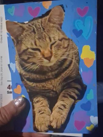 Lost Cat in Carlsborg