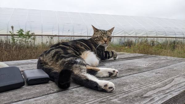 Lost cat