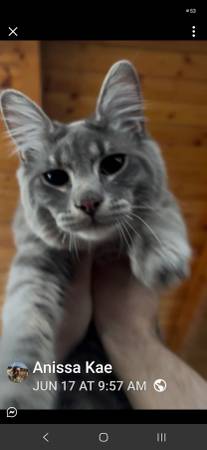 Lost Cat in Sequim
