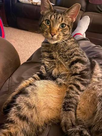 Lost Cat in Omaha