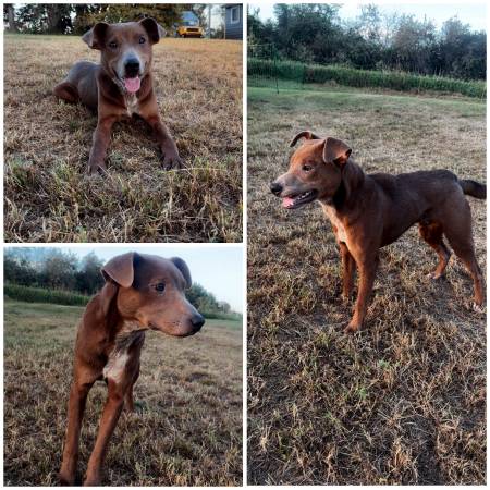 Found Dog in Imogene