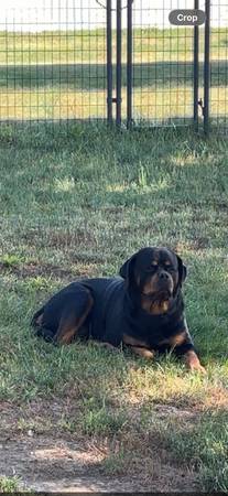 Lost Dog in Kimballton