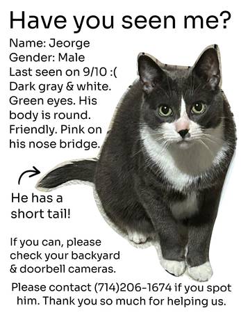 Lost cat
