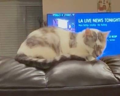 Lost cat