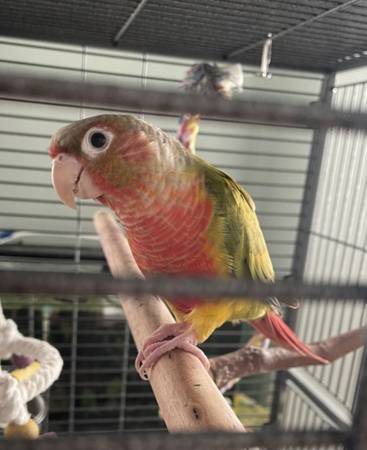 Lost bird