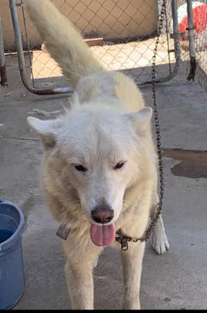 Found Dog in Anaheim