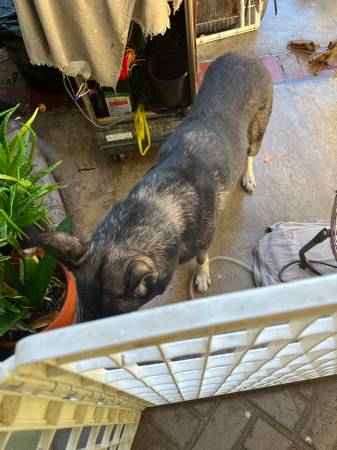 Found dog