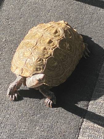 Lost turtle