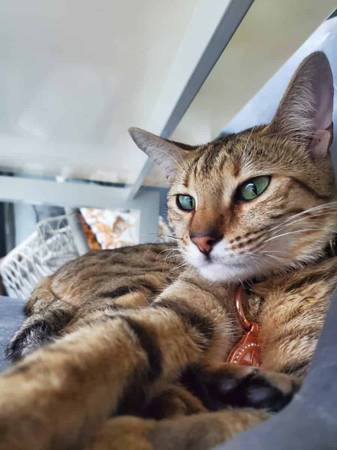 Lost Cat in Anaheim Hills