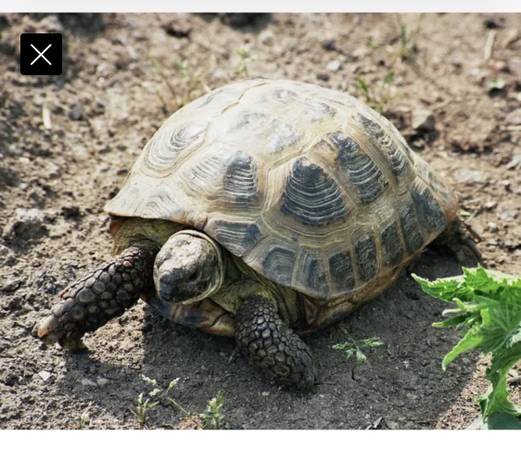 Lost tortoise