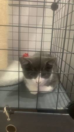 Found Cat in Tustin