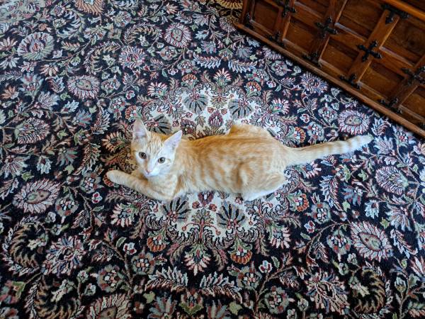Lost cat