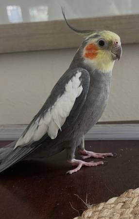 Lost bird