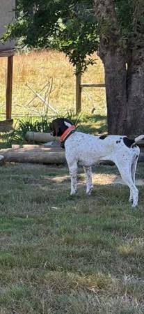 Lost Dog in Eddyville