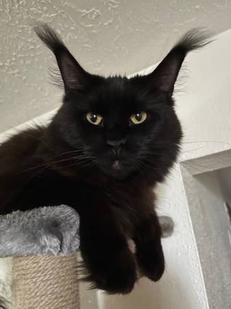 Lost Cat in Depoe Bay