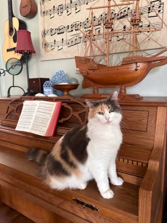 Lost Cat in Reedsport