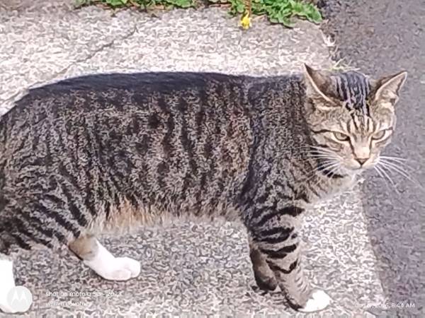 Found Cat in Depoe Bay