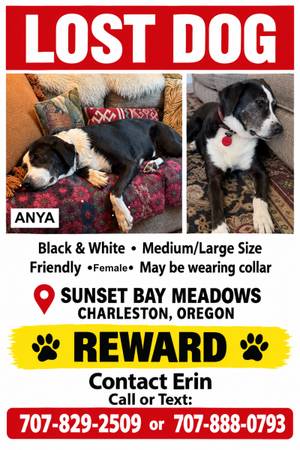 Lost dog