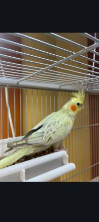 Lost Bird in Coos Bay