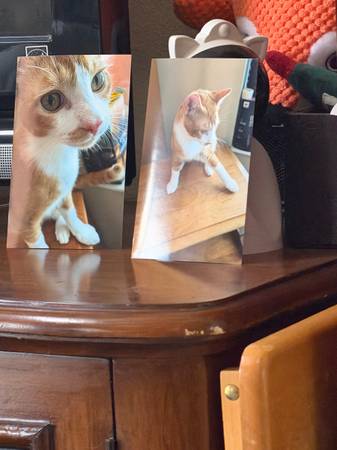 Lost cat
