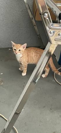 Found Cat in Clermont