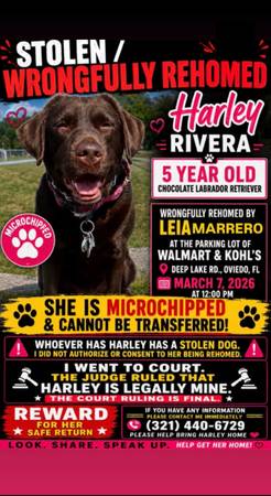 Lost dog