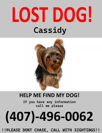 Lost dog