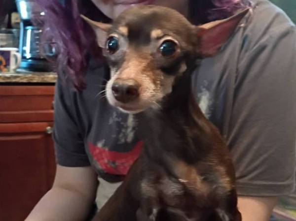 Found Dog in Fairview Shores